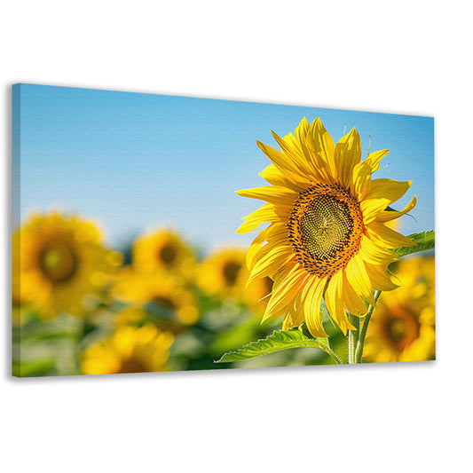 Levendige zonnebloemen in een bloeiend veld canvas