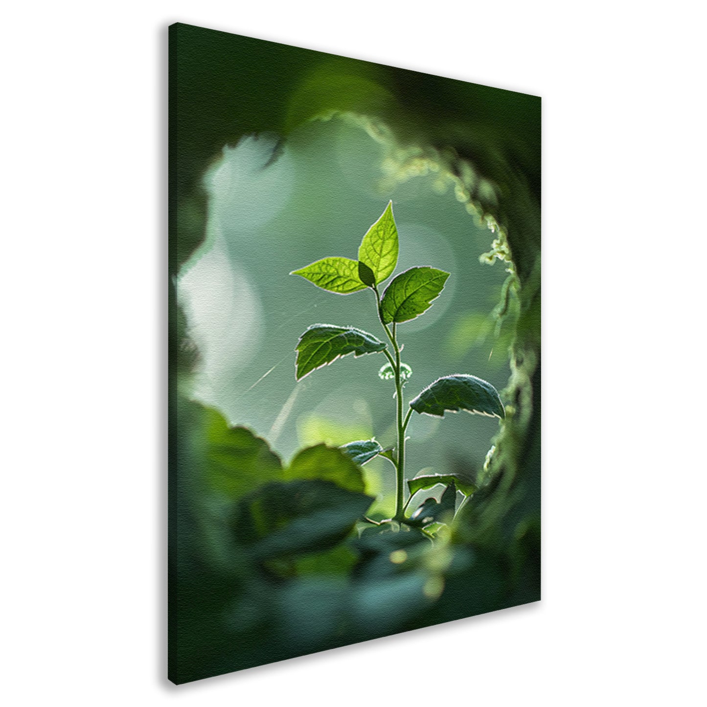 Jonge plant in het zonlicht canvas