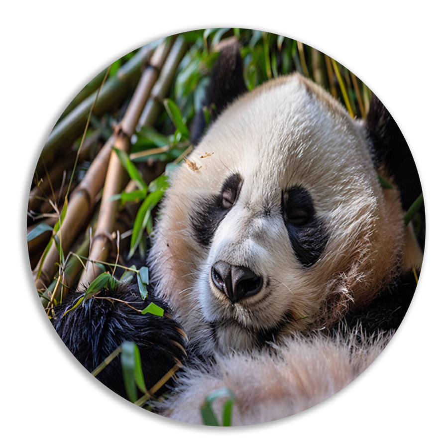 Slapende panda te midden van bamboe forex muurcirkel