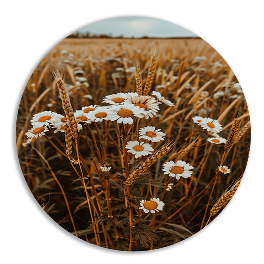 Margrieten in een Gouden Korenveld aluminium muurcirkel