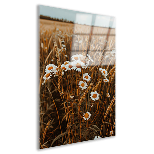 Margrieten in een Gouden Korenveld acrylglas