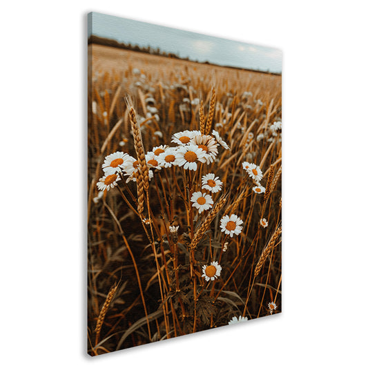 Margrieten in een Gouden Korenveld canvas