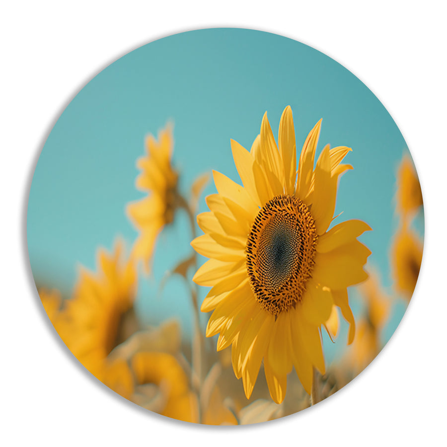 Veld vol zonnebloemen onder helderblauwe hemel forex muurcirkel