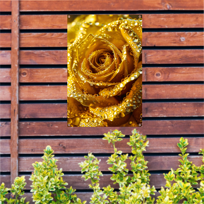 Gouden roos met schitterende waterdruppels in detail tuinposter