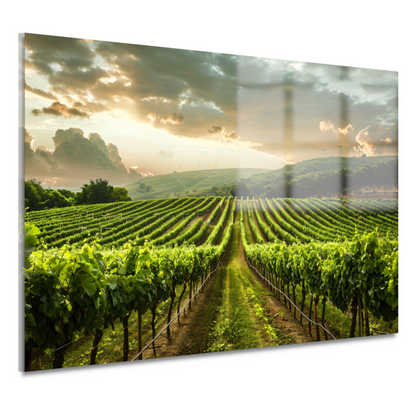 Zonsondergang in de Lush Wijngaard Heuvels acrylglas