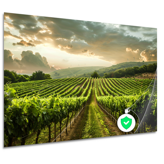 Zonsondergang in de Lush Wijngaard Heuvels poster
