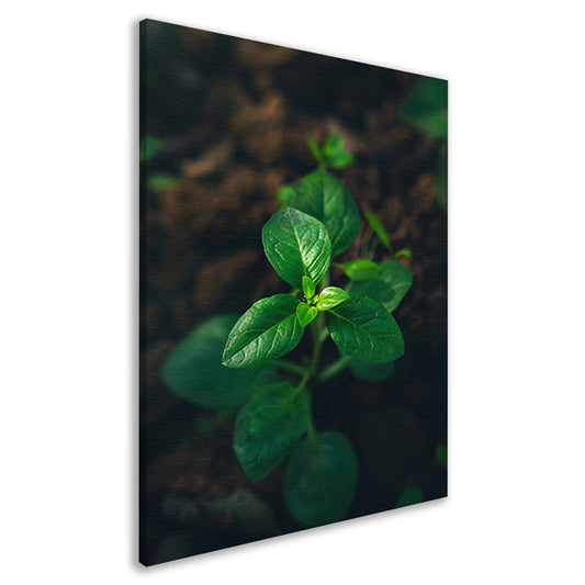 Jonge plant in het zonlicht canvas