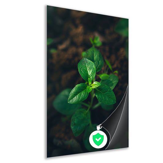 Jonge plant in het zonlicht poster