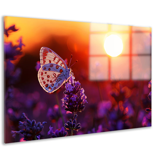 Vlinder rust op lavendel in oranje zonsondergang acrylglas