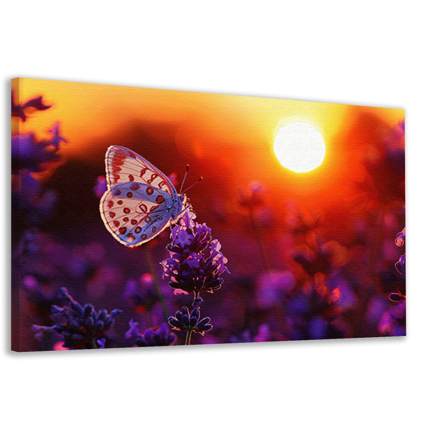 Vlinder rust op lavendel in oranje zonsondergang canvas