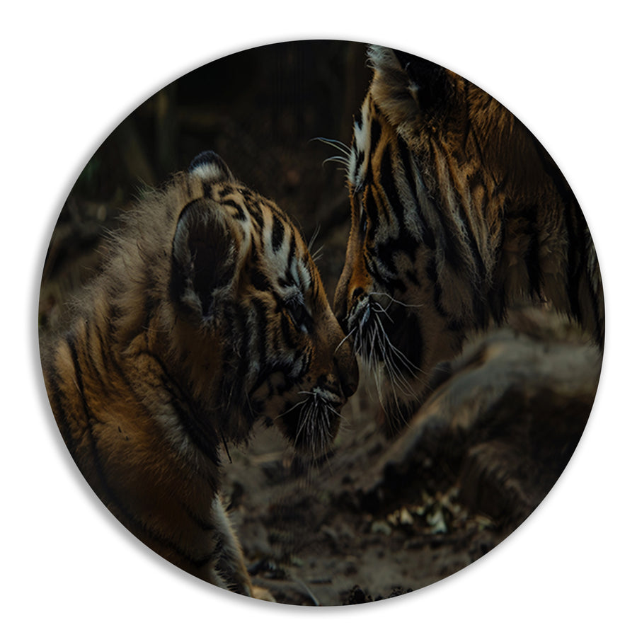 Intieme close-up van tijgers in natuur aluminium muurcirkel