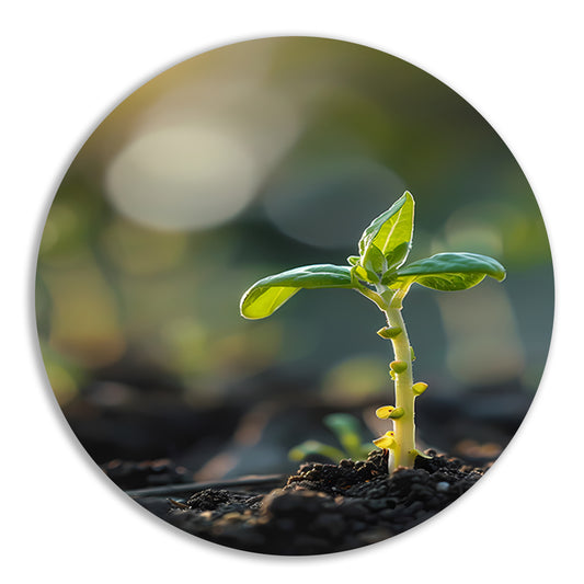 Jonge plant in ochtendzon forex muurcirkel