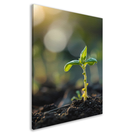 Jonge plant in ochtendzon canvas