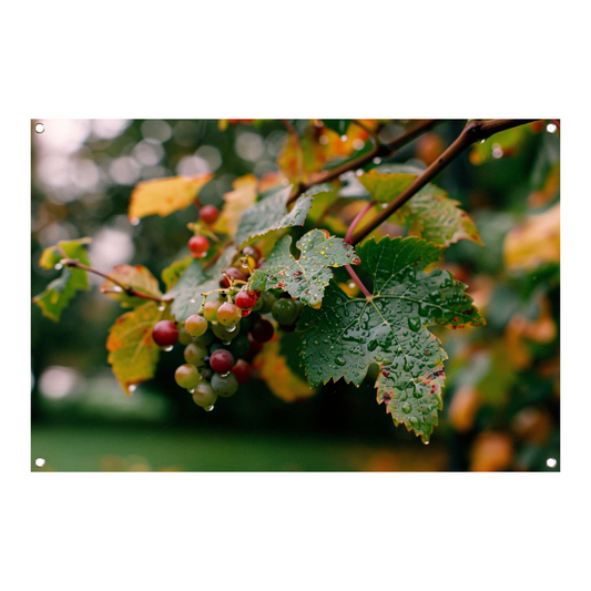 Druiventros met dauw in de herfstochtend tuinposter