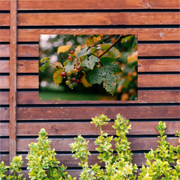 Druiventros met dauw in de herfstochtend tuinposter