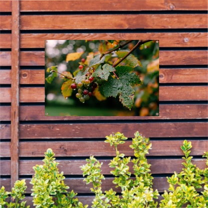 Druiventros met dauw in de herfstochtend tuinposter