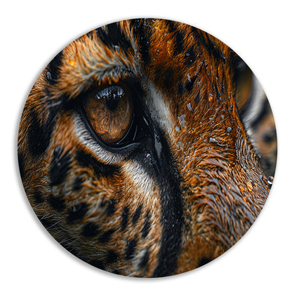 Gedetailleerde close-up van tijgeroog en vacht aluminium muurcirkel
