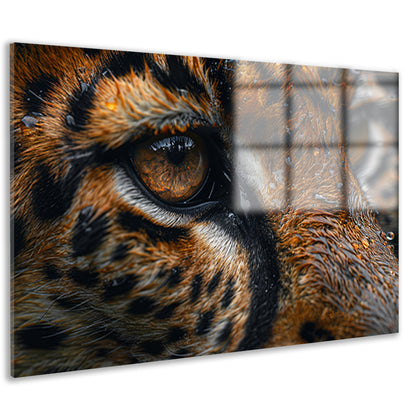 Gedetailleerde close-up van tijgeroog en vacht acrylglas