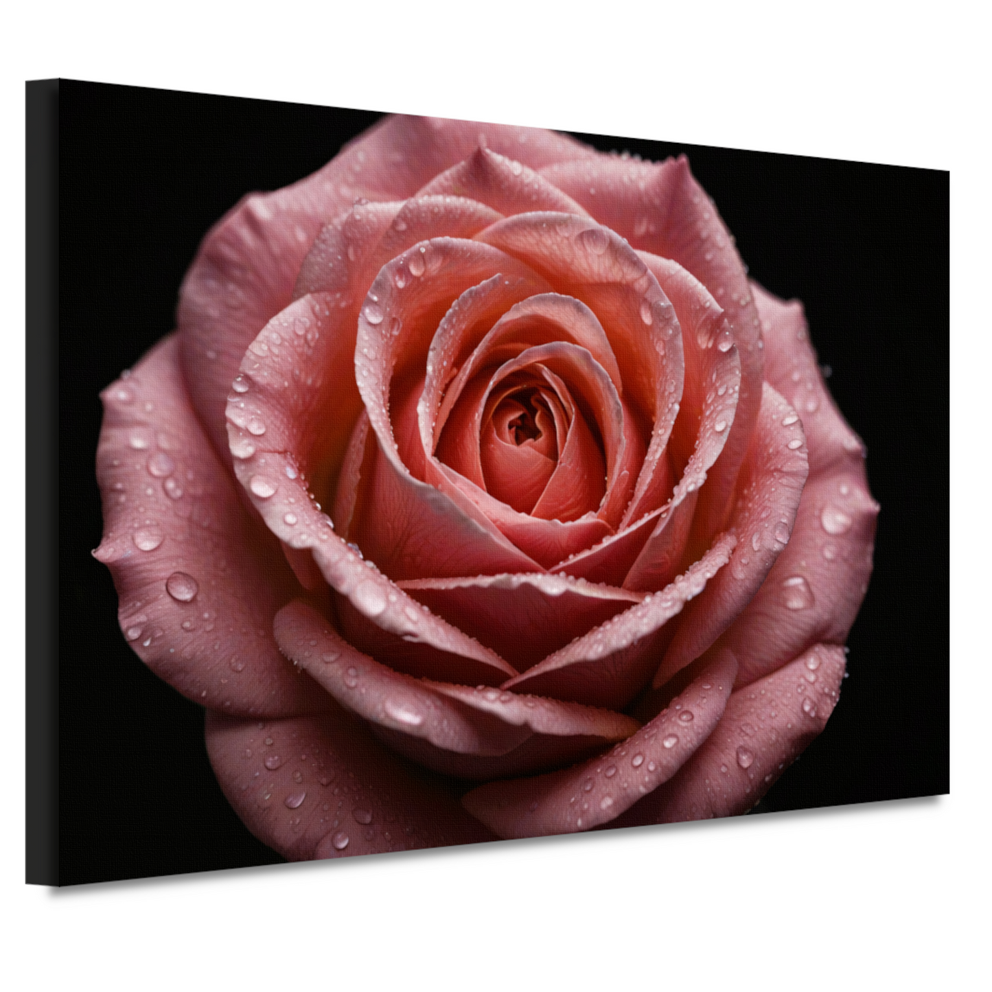 Roze Roos met Dauwdruppels op Zwart canvas