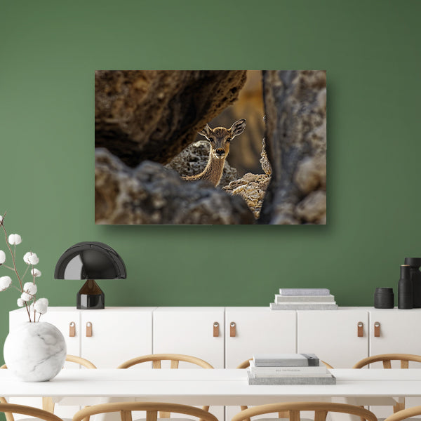 Jonge Ree in Stenen Schuilplaats poster