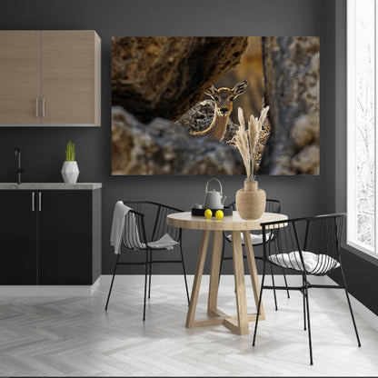 Jonge Ree in Stenen Schuilplaats poster