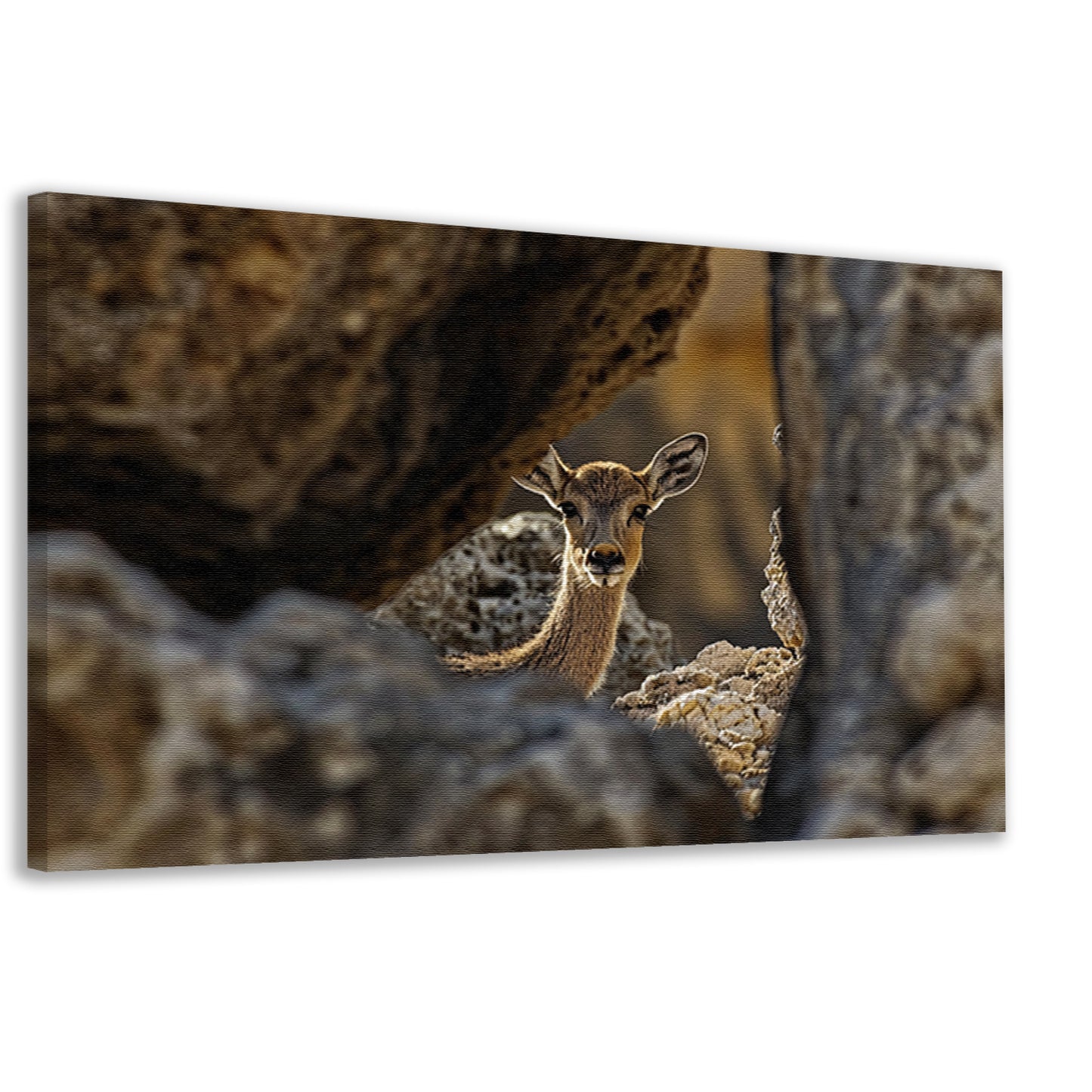 Jonge Ree in Stenen Schuilplaats canvas