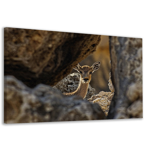 Jonge Ree in Stenen Schuilplaats canvas
