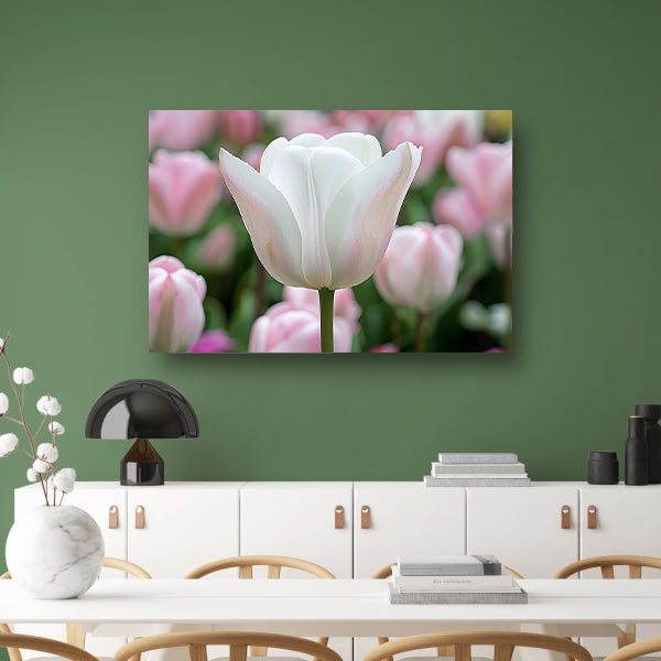 Witte tulp omringd door zachte kleuren   poster