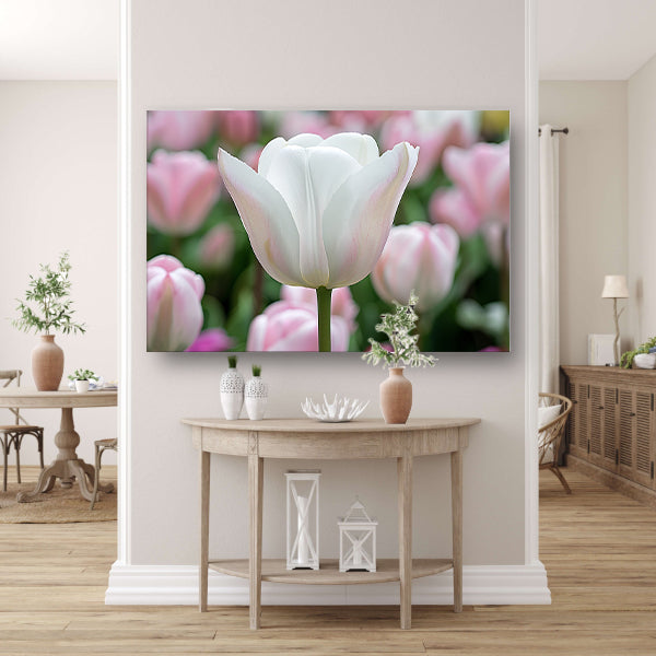 Witte tulp omringd door zachte kleuren   poster