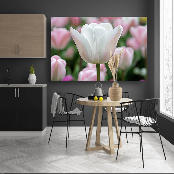 Witte tulp omringd door zachte kleuren   poster