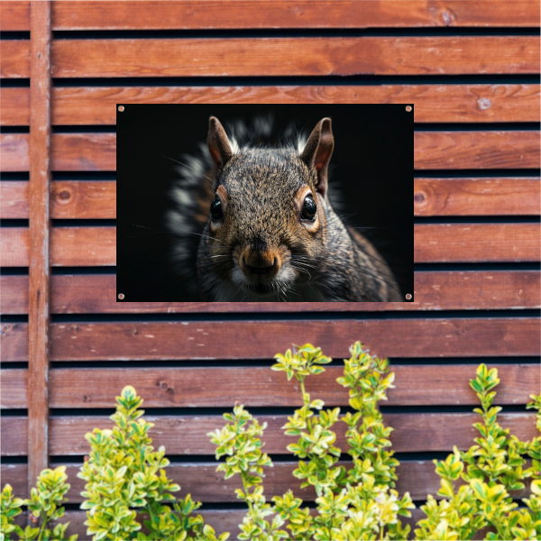 De Intrigerende Blik van een Eekhoorn tuinposter