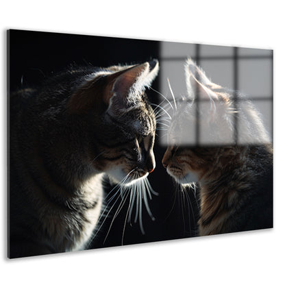 Twee katten in donkere omgeving kijken elkaar aan acrylglas