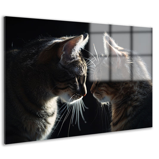 Twee katten in donkere omgeving kijken elkaar aan acrylglas