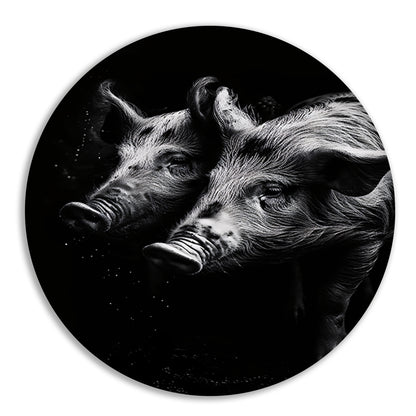 Intense blikken van zwart-wit varkens forex muurcirkel