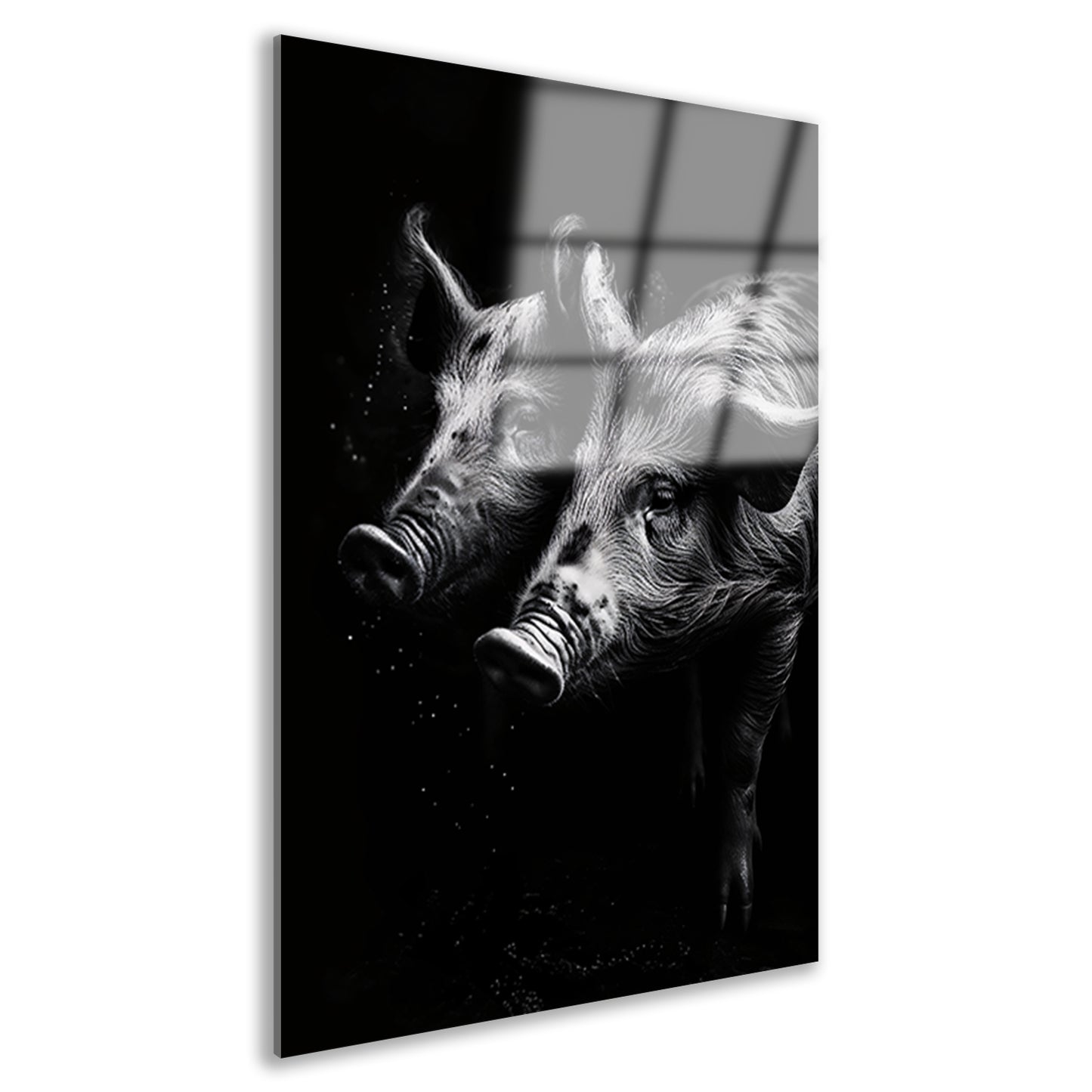 Intense blikken van zwart-wit varkens Acrylglas