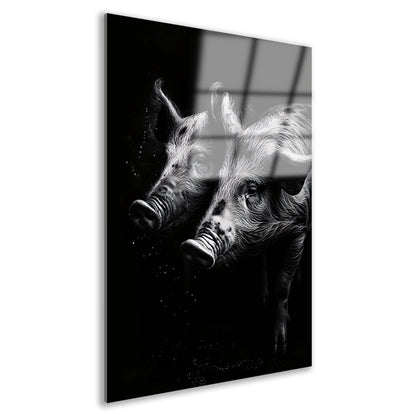 Intense blikken van zwart-wit varkens Acrylglas