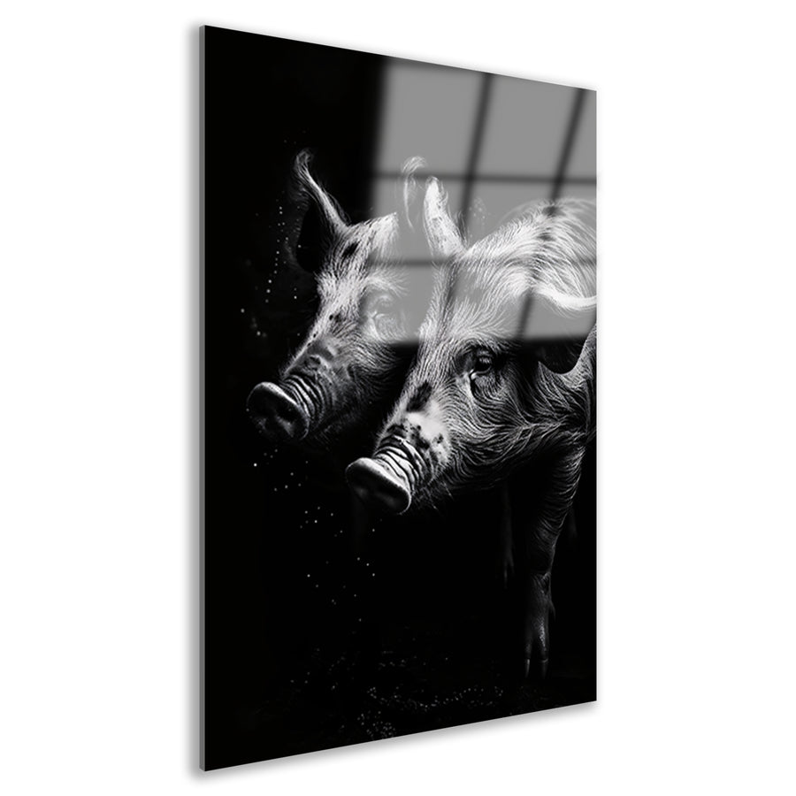 Intense blikken van zwart-wit varkens Acrylglas