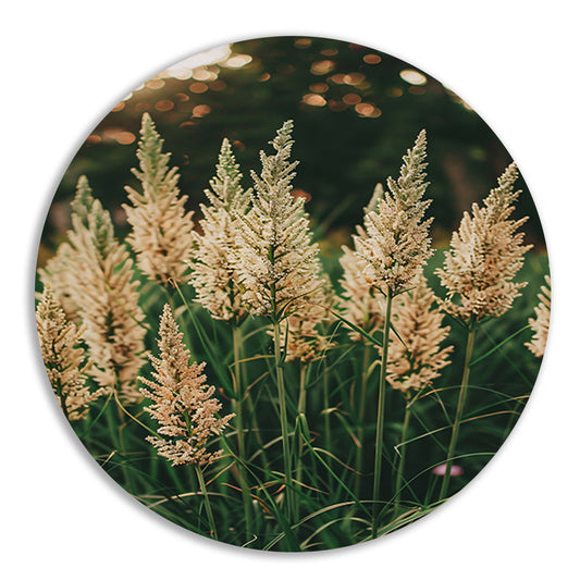 Close-up van Beige Grassen in Zonneschijn forex muurcirkel
