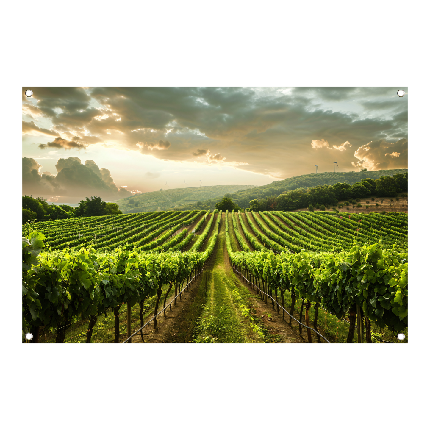 Zonsondergang in de Lush Wijngaard Heuvels tuinposter