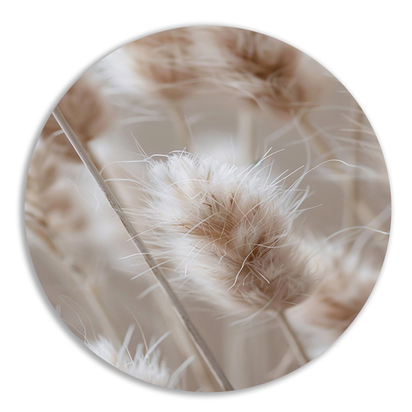 Close-up van Beige Graspluimen forex muurcirkel