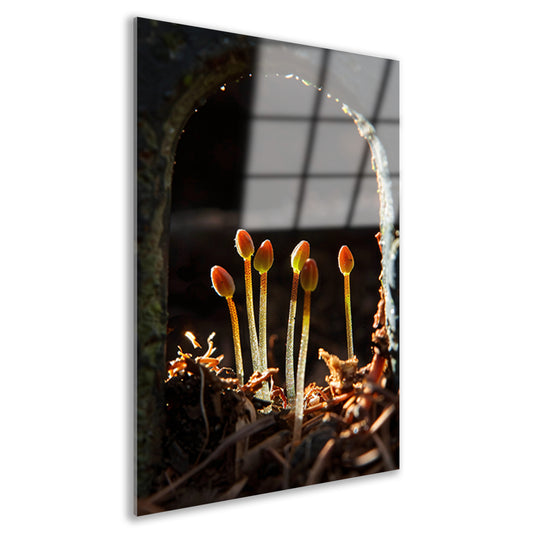 Zwart-witfoto van ontluikende planten acrylglas