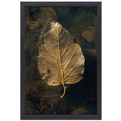 Blad met gouden nerven drijft op donker water canvas met baklijst