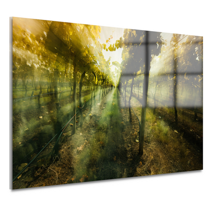 Lichtspel in de ochtendwijngaard acrylglas