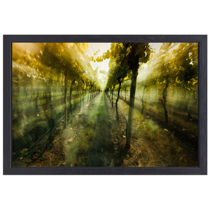 Lichtspel in de ochtendwijngaard canvas met baklijst
