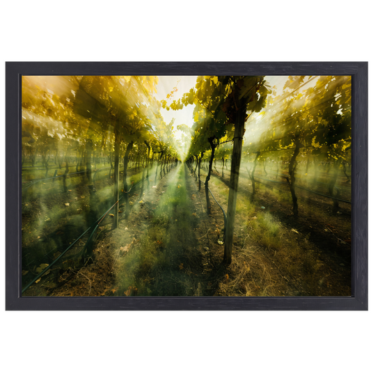 Lichtspel in de ochtendwijngaard canvas met baklijst