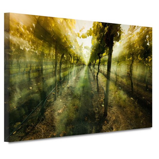 Lichtspel in de ochtendwijngaard canvas