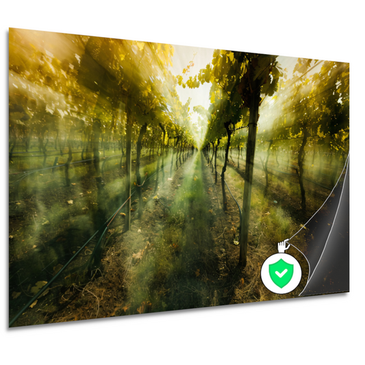 Lichtspel in de ochtendwijngaard poster