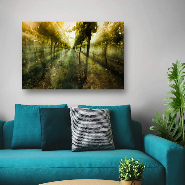 Lichtspel in de ochtendwijngaard acrylglas