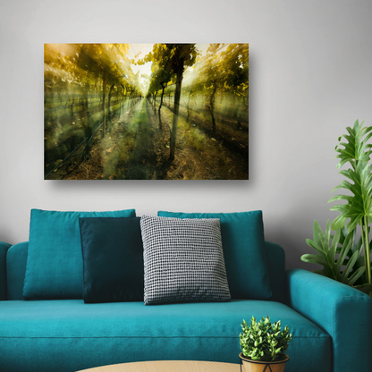 Lichtspel in de ochtendwijngaard acrylglas