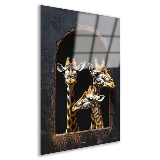 Drie Giraffen kijken door een Raam acrylglas